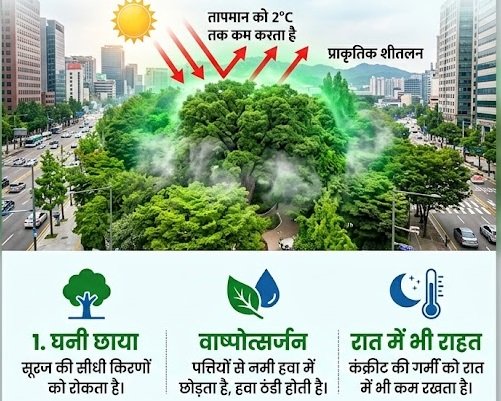 कुदरत का AC: जानें कैसे 'शहरी जंगल' दक्षिण कोरिया को भीषण हीटवेव से बचा रहे हैं 1 शहरी जंगल
